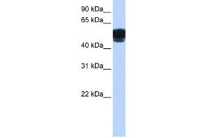 WB Suggested Anti-ZNF681 Antibody Titration:  0. (ZNF681 Antikörper  (C-Term))
