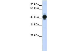 WB Suggested Anti-GPR18 Antibody Titration:  0. (GPR18 Antikörper  (Middle Region))