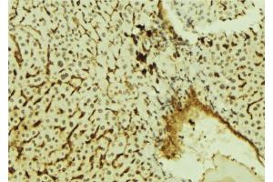 ABIN6278000 at 1/100 staining Mouse liver tissue by IHC-P.