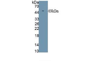 Detection of Recombinant CHIKV, Human using Monoclonal Antibody to Chikungunya Virus (CHIKV) (Chikungunya Virus (CHIKV) Antikörper)