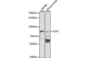Western blot analysis of extracts of various cell lines, using E2F8 antibody (ABIN3021512, ABIN3021513, ABIN1512844 and ABIN6215172) at 1:1000 dilution. (E2F8 Antikörper  (AA 1-240))