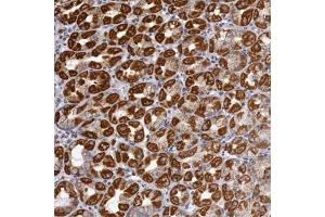 Immunohistochemical staining of human stomach with CYC1 polyclonal antibody  shows strong cytoplasmic positivity in parietal cells at 1:50-1:200 dilution. (Cytochrome C1 Antikörper)