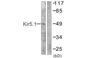Western blot analysis of extracts from HeLa cells, using Kir5. (KIR5.1 Antikörper)