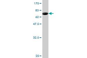 Western Blot detection against Immunogen (74. (ZNF70 Antikörper  (AA 1-446))
