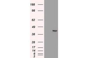 Image no. 2 for anti-SRY (Sex Determining Region Y)-Box 17 (SOX17) (AA 177-414) antibody (ABIN1491032) (SOX17 Antikörper  (AA 177-414))
