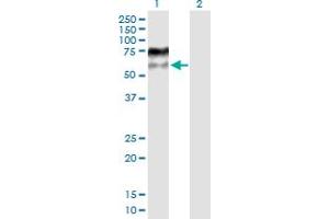 Western Blot analysis of MDM4 expression in transfected 293T cell line by MDM4 MaxPab polyclonal antibody. (MDM4-binding Protein Antikörper  (AA 1-490))