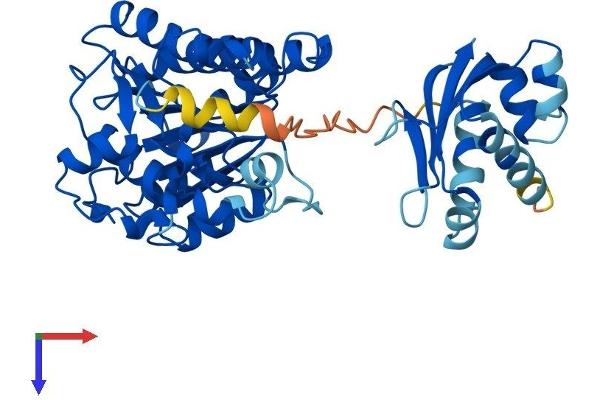 HSDL2 Protein (AA 1-418) (His tag)