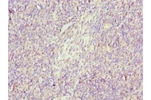 Immunohistochemistry of paraffin-embedded human thymus tissue using ABIN7154419 at dilution of 1:100 (GZMH Antikörper  (AA 20-246))