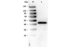 Western Blot of Rabbit anti-PPAR Alpha (N-terminal Specific) antibody. (PPARA Antikörper  (N-Term))