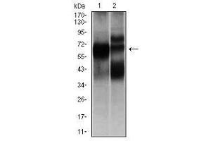 Image no. 2 for anti-Hexosaminidase A (HEXA) antibody (ABIN1498642) (Hexosaminidase A Antikörper)