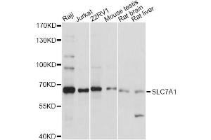 Western blot analysis of extracts of various cell lines, using SLC7A1 antibody (ABIN6292282) at 1:1000 dilution. (SLC7A1 Antikörper)