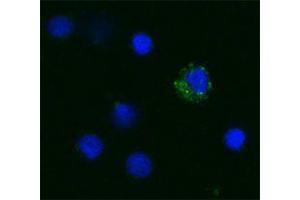 Immunofluorescence (IF) image for anti-Tumor Necrosis Factor alpha (TNF alpha) antibody (Biotin) (ABIN2661301) (TNF alpha Antikörper  (Biotin))