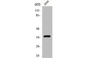 Western Blot analysis of HT29 cells using GPR82 Polyclonal Antibody (GPR82 Antikörper  (Internal Region))