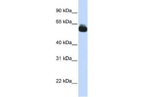 WB Suggested Anti-FZD9 Antibody Titration:  0. (FZD9 Antikörper  (N-Term))