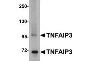 Western blot analysis of TNFAIP3 in SK-N-SH cell lysate with this product at 1 μg/ml. (TNFAIP3 Antikörper  (C-Term))