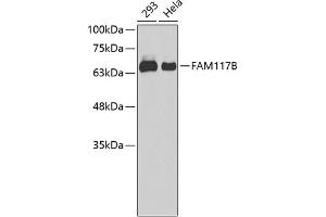 Western blot analysis of extracts of various cell lines, using FB antibody (ABIN6133439, ABIN6140448, ABIN6140449 and ABIN6220280). (FAM117B Antikörper  (AA 293-372))