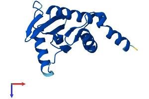 AP4S1 Protein (AA 1-144) (His tag)