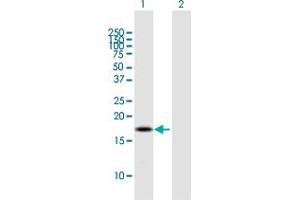 Western Blot analysis of BOLA2B expression in transfected 293T cell line by BOLA2B MaxPab polyclonal antibody. (BOLA2B Antikörper  (AA 1-152))