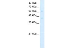 Western Blotting (WB) image for anti-Zinc Finger and BTB Domain Containing 3 (ZBTB3) antibody (ABIN2461938) (ZBTB3 Antikörper)