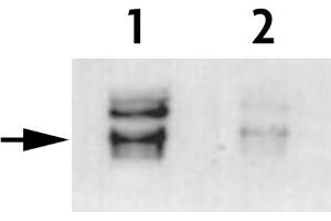 Histone H3 phospho Thr45 antibody (pAb) tested by Western blot.