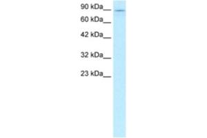Western Blotting (WB) image for anti-Kinesin Family Member 5B (KIF5B) antibody (ABIN2460837) (KIF5B Antikörper)