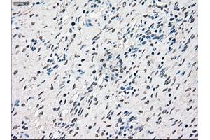 Immunohistochemistry (IHC) image for anti-RAD9 Homolog A (S. Pombe) (RAD9A) antibody (ABIN1500581) (RAD9A Antikörper)