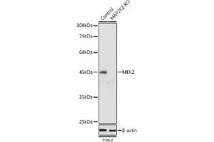 Western blot analysis of extracts of HeLa cells, using MEK2 antibody (ABIN7268640) at 1:1000 dilution. (MEK2 Antikörper  (AA 1-100))