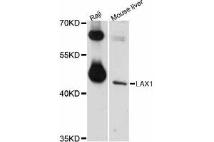 Western blot analysis of extracts of various cell lines, using LAX1 antibody (ABIN5998114) at 1/1000 dilution. (LAX1 Antikörper)