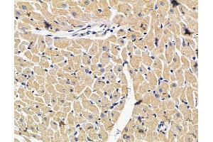 ABIN7096619 and ABIN7100683 at 1/100 staining rat heart tissue by IHC-P. (SPCS3 Antikörper)