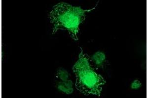Anti-TMOD1 mouse monoclonal antibody (ABIN2454779) immunofluorescent staining of COS7 cells transiently transfected by pCMV6-ENTRY TMOD1 (RC201134). (Tropomodulin 1 Antikörper)