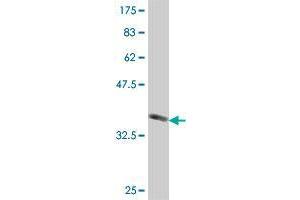 Western Blot detection against Immunogen (37. (PJA1 Antikörper  (AA 81-180))