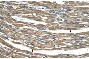 Immunohistochemical staining (Formalin-fixed paraffin-embedded sections) of human muscle with C21orf33 polyclonal antibody  at 4-8 ug/mL working concentration. (C21orf33 Antikörper  (N-Term))