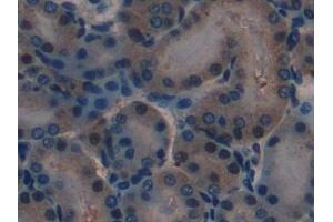 Immunohistochemistry (IHC) image for anti-Laminin, alpha 1 (LAMA1) (AA 2640-2773) antibody (ABIN7432094)