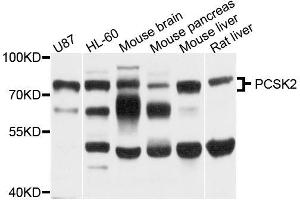 Western blot analysis of extracts of various cell lines, using PCSK2 antibody (ABIN5996172) at 1/1000 dilution. (PCSK2 Antikörper)