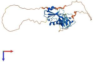 GRAP2 Protein (AA 1-322) (His tag)