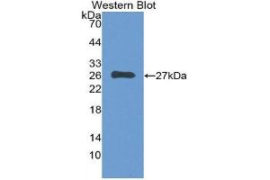 Western Blotting (WB) image for anti-Complement Component 1, Q Subcomponent, A Chain (C1QA) (AA 28-245) antibody (ABIN3204598)