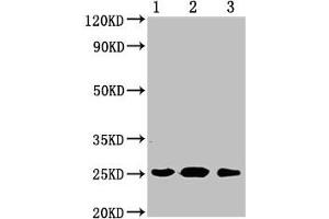 Western Blotting (WB) image for anti-CD9 (CD9) (AA 112-195) antibody (ABIN7147203)