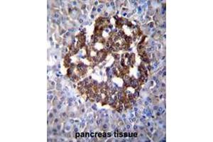PCDH20 Antibody (Center) immunohistochemistry analysis in formalin fixed and paraffin embedded human pancreas tissue followed by peroxidase conjugation of the secondary antibody and DAB staining.