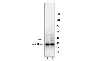 Immunoprecipitation (IP) image for anti-Jun D Proto-Oncogene (JUND) (N-Term) antibody (ABIN6972242)