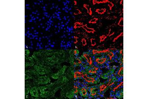 Immunohistochemistry analysis using Mouse Anti-Sulfotyrosine Monoclonal Antibody, Clone 7C5 (ABIN5067499). (Sulfotyrosine Antikörper  (FITC))