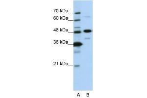 NOL4 antibody used at 0. (NOL4 Antikörper  (N-Term))