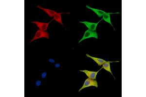 ABIN7096829 and ABIN7100895 staining HepG2 cells by IF/ICC.