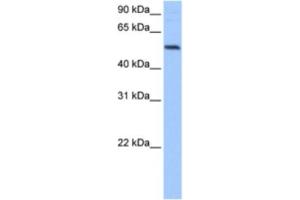 Western Blotting (WB) image for anti-G-Rich RNA Sequence Binding Factor 1 (GRSF1) antibody (ABIN2462115) (GRSF1 Antikörper)