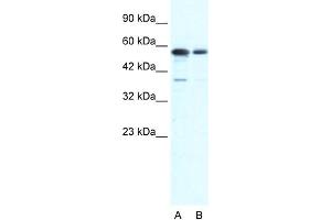 WB Suggested Anti-G22P1 Antibody Titration:  0. (XRCC6 Antikörper  (N-Term))