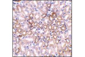 Immunohistochemistry in mouse kidney tissue using Nephrin Antibody at 1 μg/ml. (Nephrin Antikörper  (C-Term))