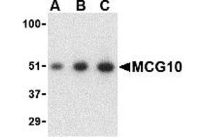 Western Blotting (WB) image for anti-Poly(rC) Binding Protein 4 (PCBP4) (C-Term) antibody (ABIN1030510) (PCBP4 Antikörper  (C-Term))