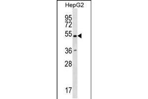 Western blot analysis in HepG2 cell line lysates (35ug/lane). (RNF38 Antikörper  (N-Term))