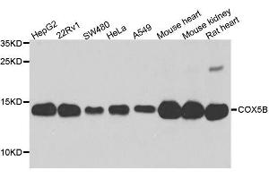 Western blot analysis of extracts of various cell lines, using COX5B antibody. (COX5B Antikörper  (AA 32-129))