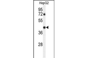Western blot analysis of DDX39 Antibody (Center ) (ABIN652341 and ABIN2841566) in HepG2 cell line lysates (35 μg/lane). (DDX39 Antikörper  (AA 250-277))