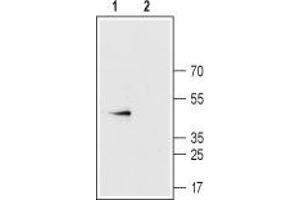 Western blot analysis of rat heart membranes: - 1. (Connexin 43/GJA1 Antikörper  (C-Term, Intracellular))
